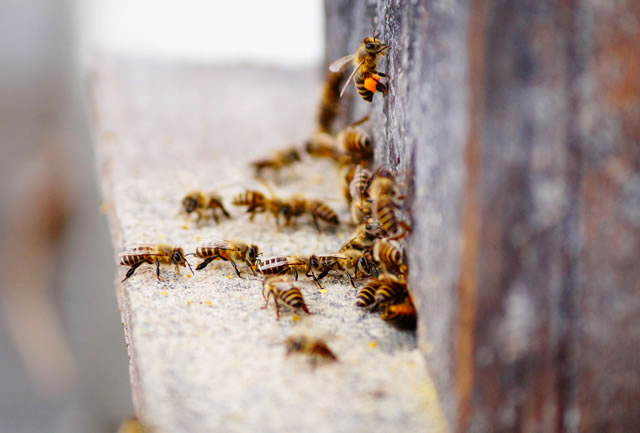 幻の日本ミツバチの蜂蜜